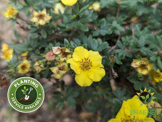 Yellow Gem Potentilla