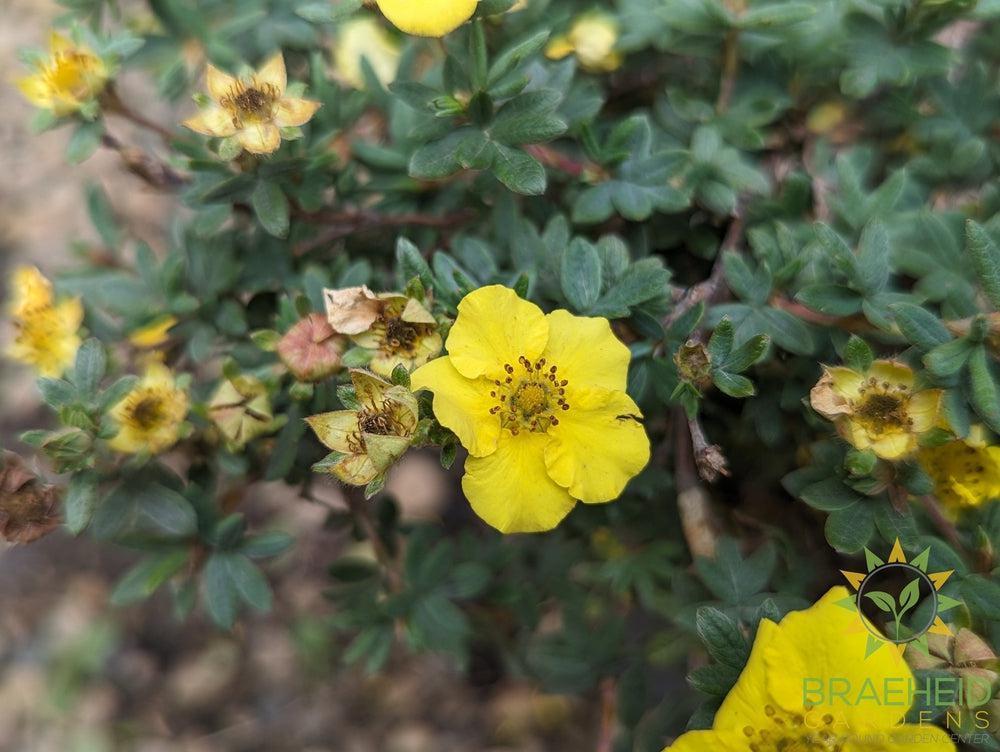 Yellow Gem Potentilla