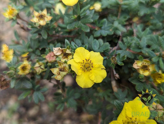 Yellow Gem Potentilla