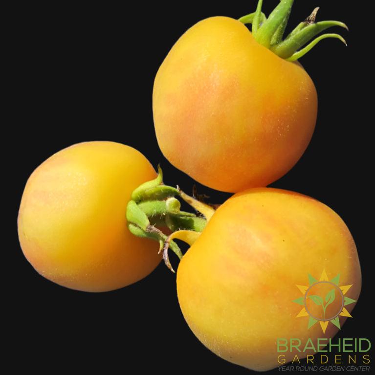 Yellow Peach Tomato