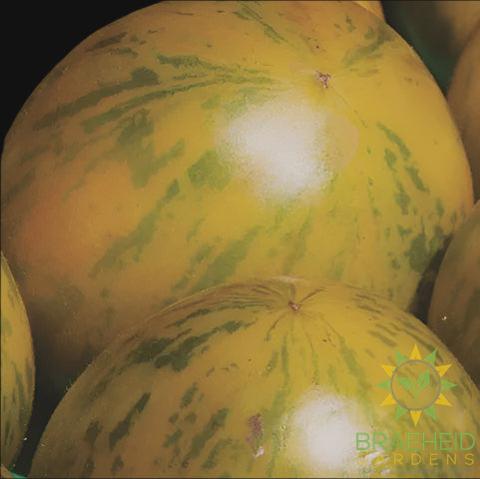 Yellow Zebra Tomato