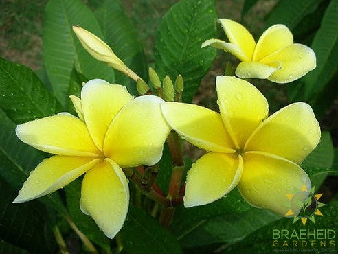 Plumeria Yellow Gold