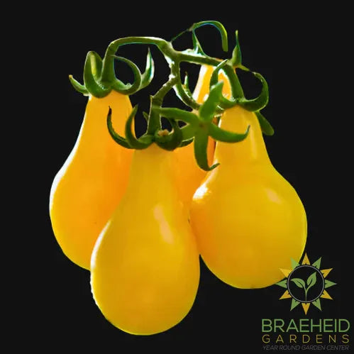 Yellow Pear Tomato