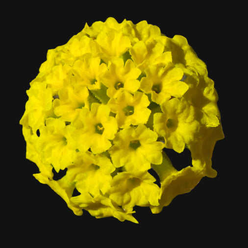 Yellow Sand Verbena