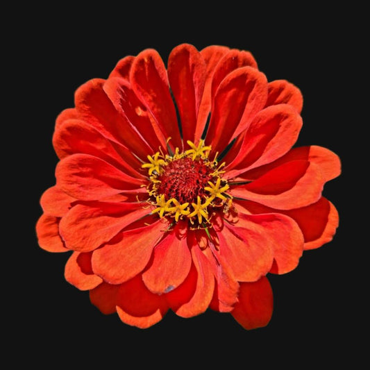 Zinnia