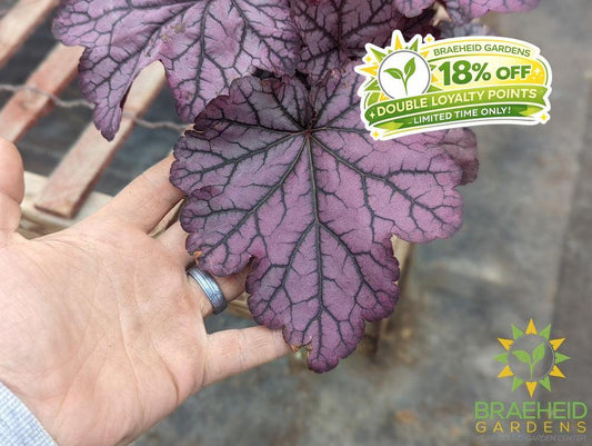 Heuchera 'Spellbound' - NO SHIP -