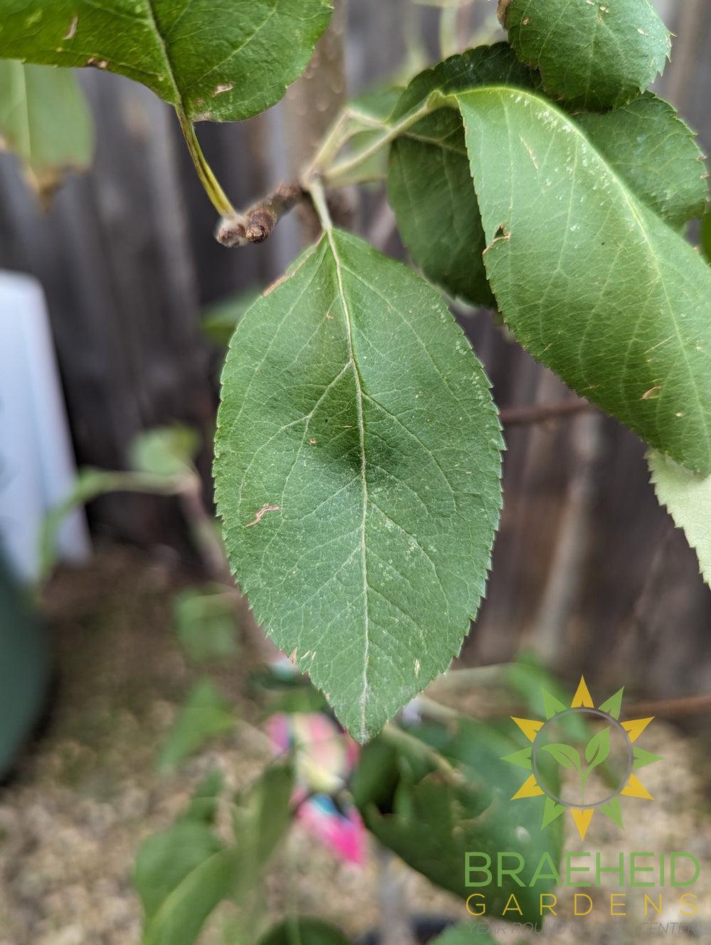 Goodland Apple- Tree for sale, Grown in Grande Prairie -Braeheid Gardens Ltd. on Emerson Trail