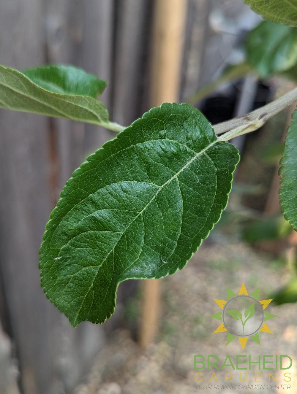 Battleford Apple- Tree for sale, Grown in Grande Prairie -Braeheid Gardens Ltd. on Emerson Trail