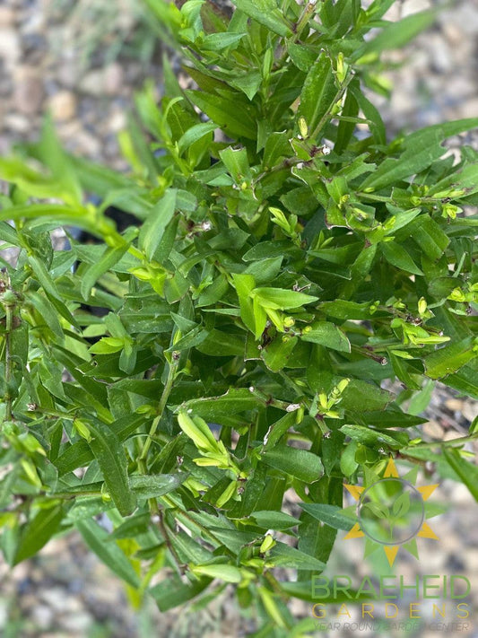 Aster 'Wood's Blue' - NO SHIP -