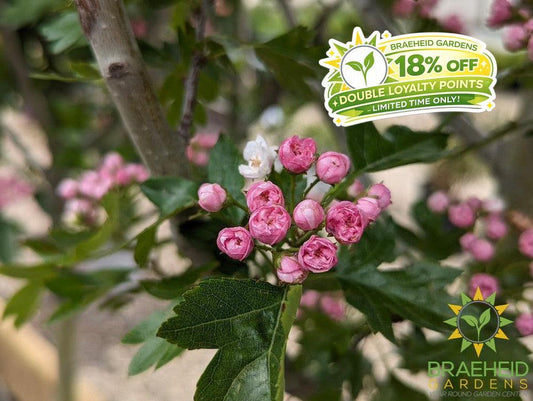 Toba Hawthorn- Tree for sale, Grown in Grande Prairie -Braeheid Gardens Ltd. on Emerson Trail