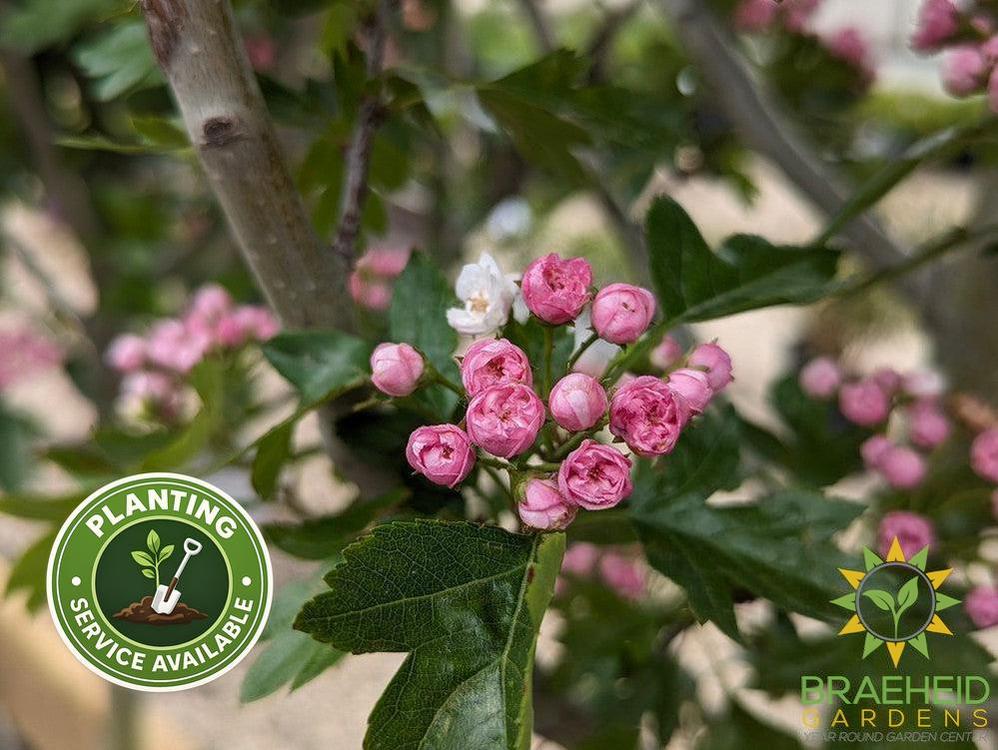 Toba Hawthorn- Tree for sale, Grown in Grande Prairie -Braeheid Gardens Ltd. on Emerson Trail