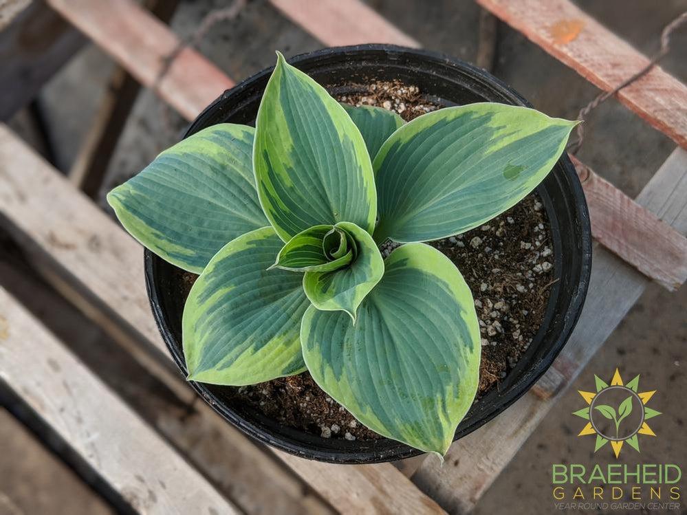 Hosta 'Tootie Mae' - NO SHIP -