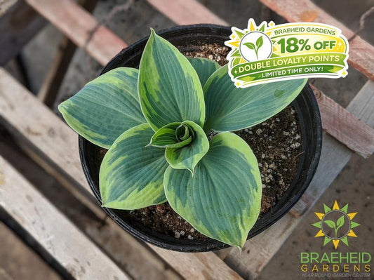 Hosta 'Tootie Mae' - NO SHIP -