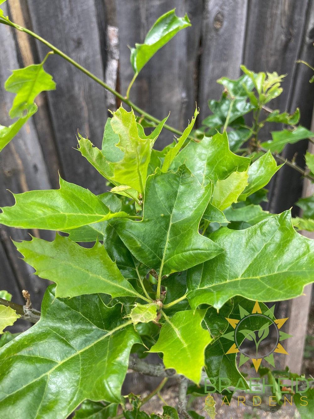 Shooting Star™ Northern Pin Oak- Tree for sale, Grown in Grande Prairie -Braeheid Gardens Ltd. on Emerson Trail