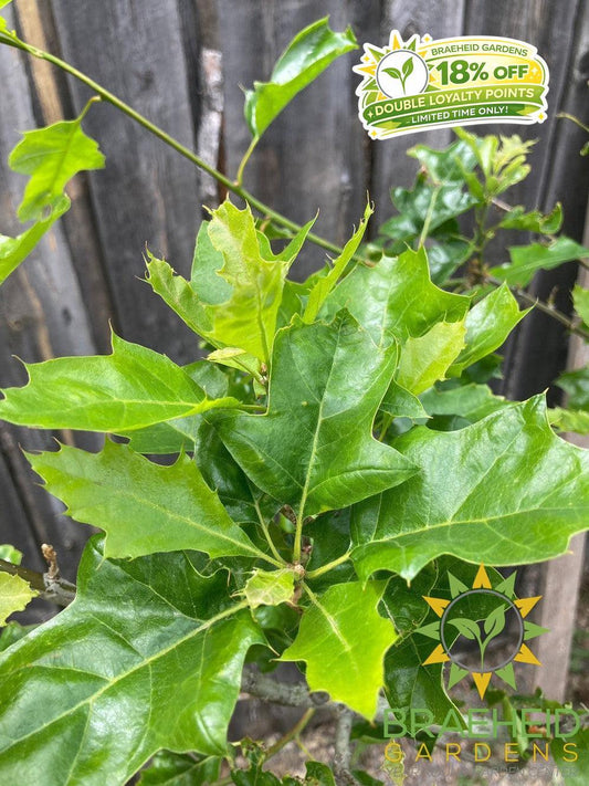 Shooting Star™ Northern Pin Oak- Tree for sale, Grown in Grande Prairie -Braeheid Gardens Ltd. on Emerson Trail