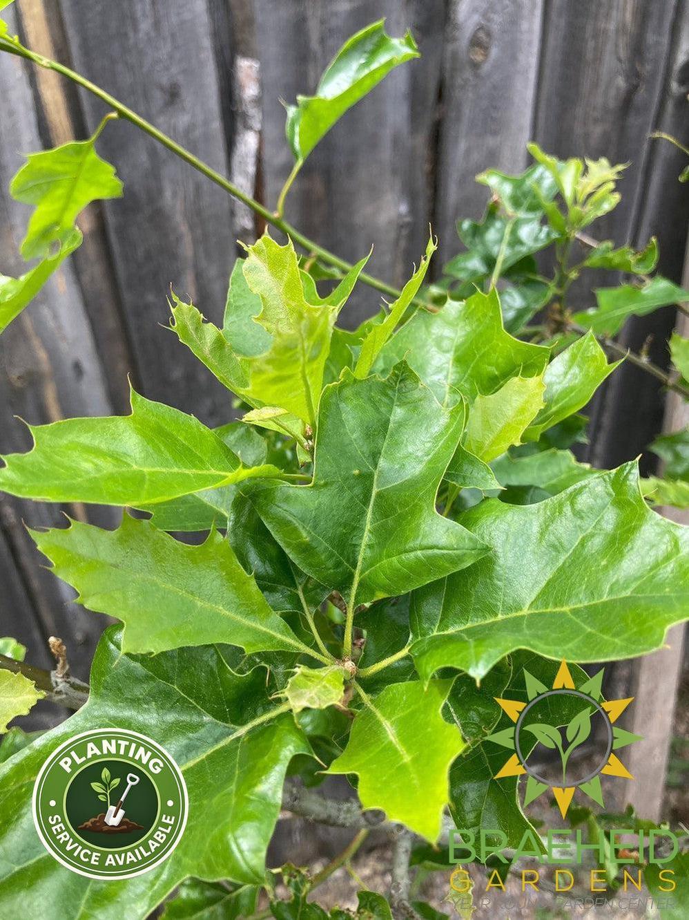 Shooting Star™ Northern Pin Oak- Tree for sale, Grown in Grande Prairie -Braeheid Gardens Ltd. on Emerson Trail
