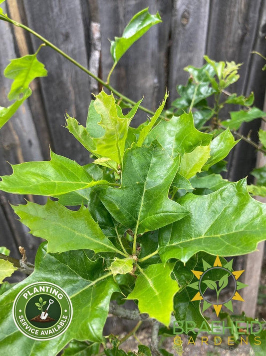 Shooting Star™ Northern Pin Oak- Tree for sale, Grown in Grande Prairie -Braeheid Gardens Ltd. on Emerson Trail