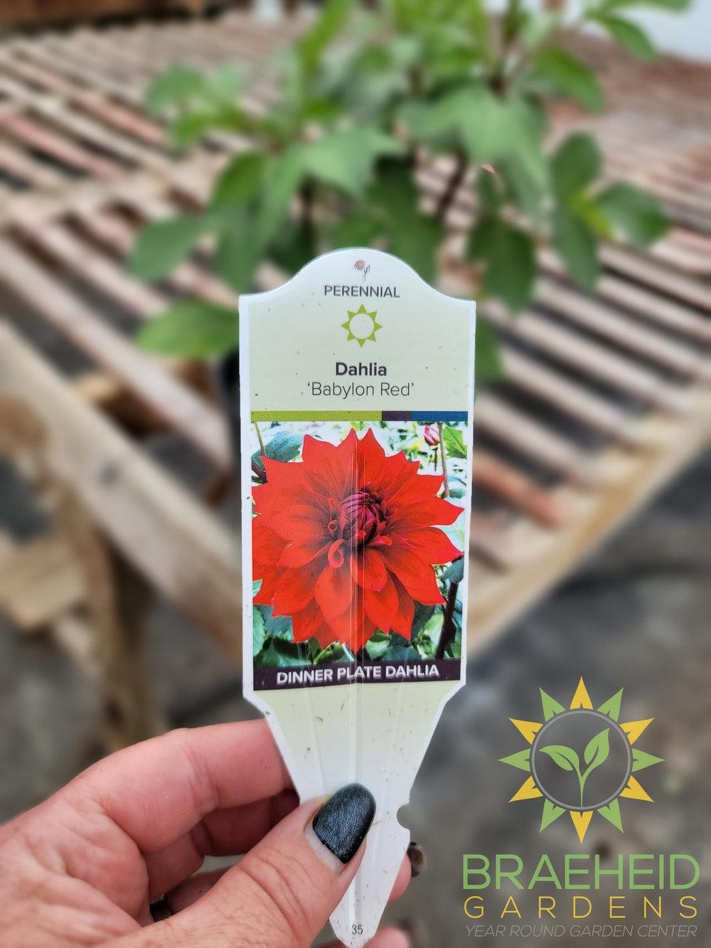 Dahlia 'Babylon Red' - NO SHIP -
