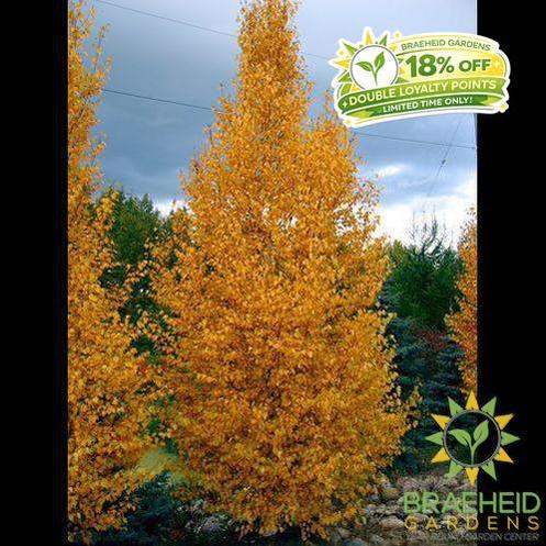 Chickadee Birch- Tree for sale, Grown in Grande Prairie -Braeheid Gardens Ltd. on Emerson Trail