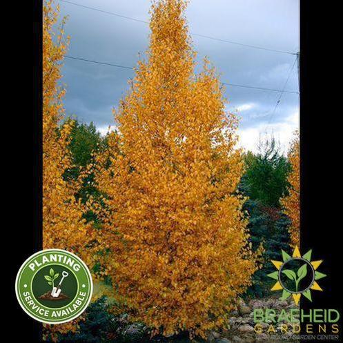Chickadee Birch- Tree for sale, Grown in Grande Prairie -Braeheid Gardens Ltd. on Emerson Trail