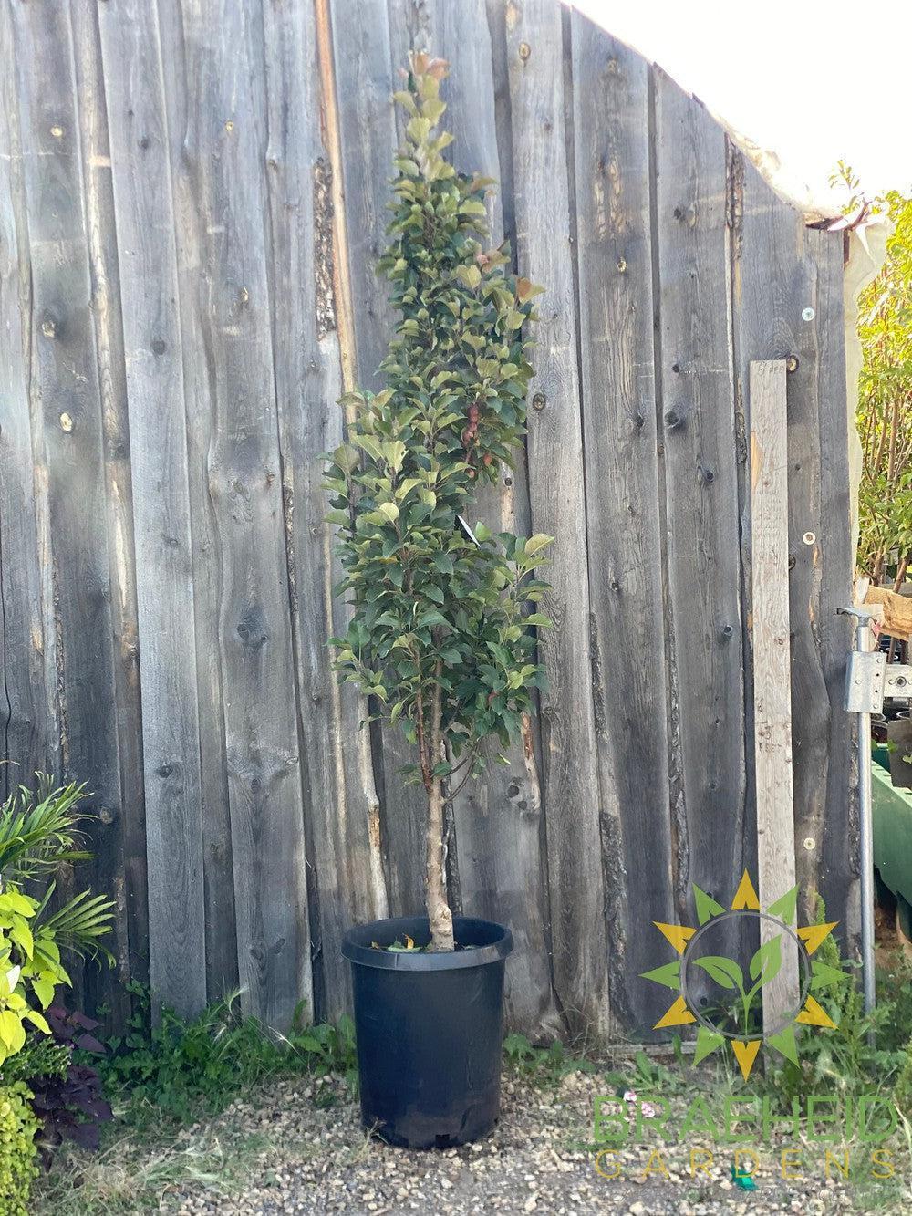 Purple Spire® Columnar Crabapple- Tree for sale, Grown in Grande Prairie -Braeheid Gardens Ltd. on Emerson Trail