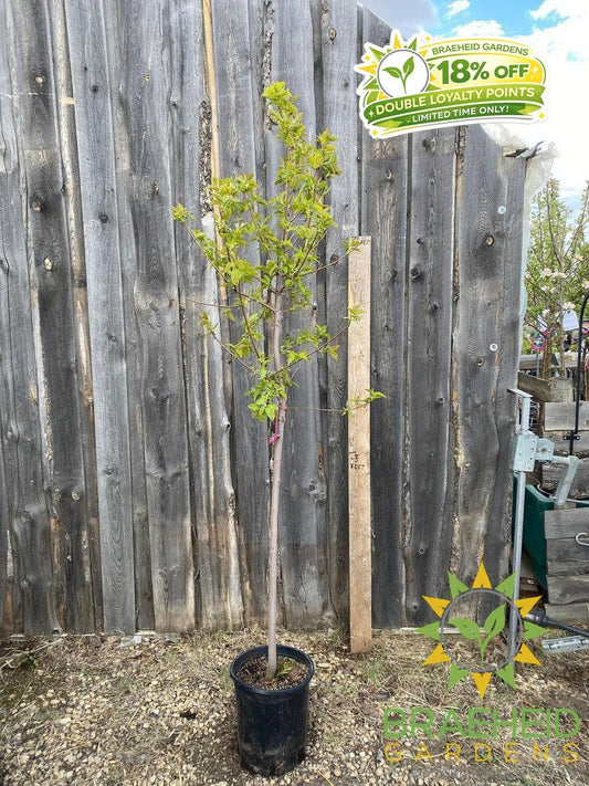 Ruby Slippers Amur Maple- Tree for sale, Grown in Grande Prairie -Braeheid Gardens Ltd. on Emerson Trail