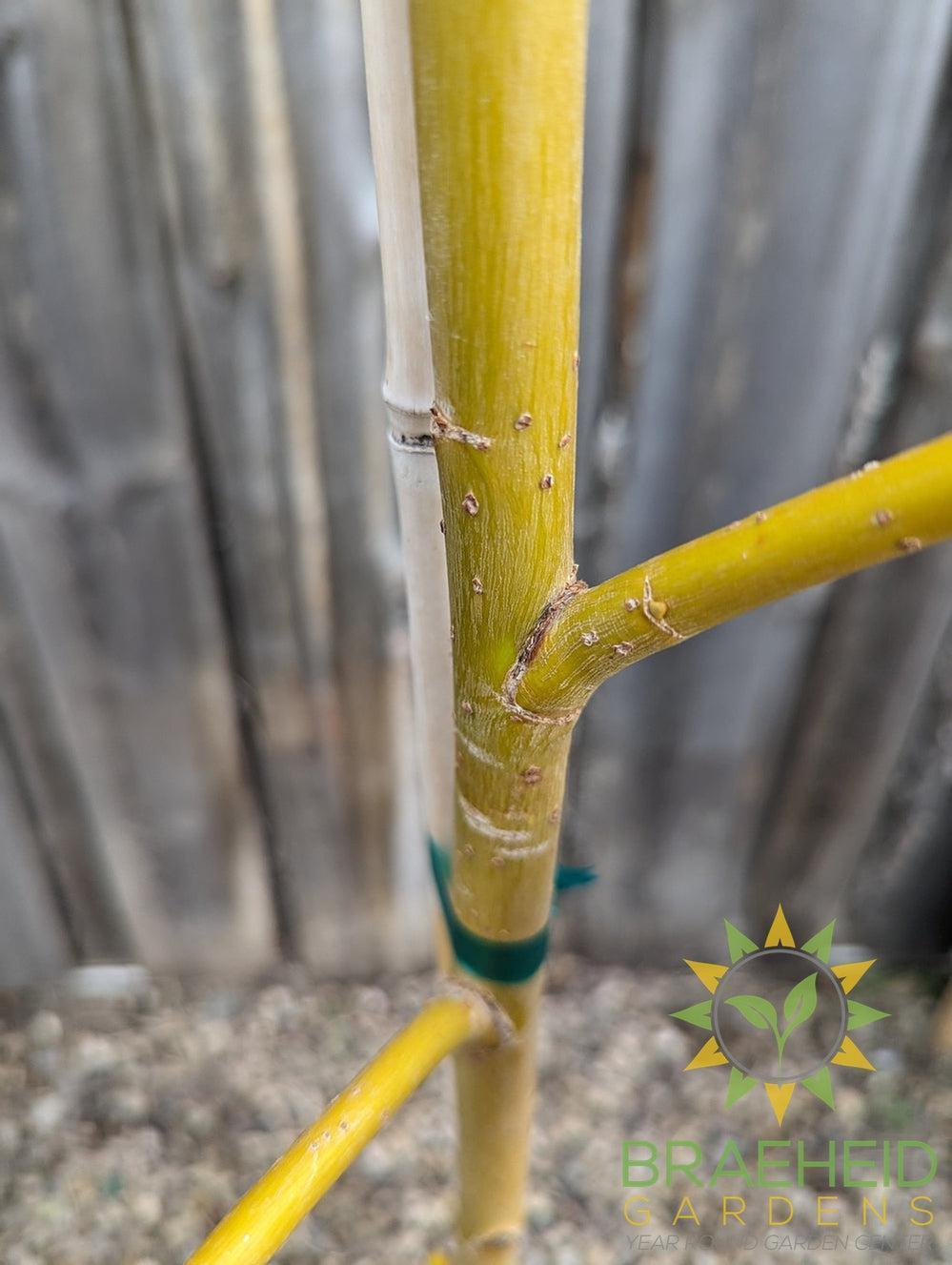 Prairie Cascade Weeping Willow- Tree for sale, Grown in Grande Prairie -Braeheid Gardens Ltd. on Emerson Trail
