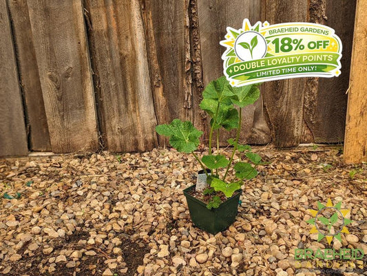 Hollyhock 'Mars Magic' - NO SHIP -
