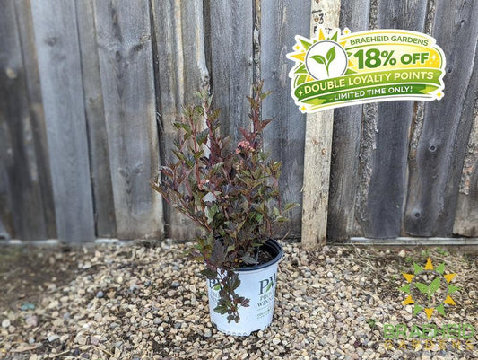Summer Wine Ninebark