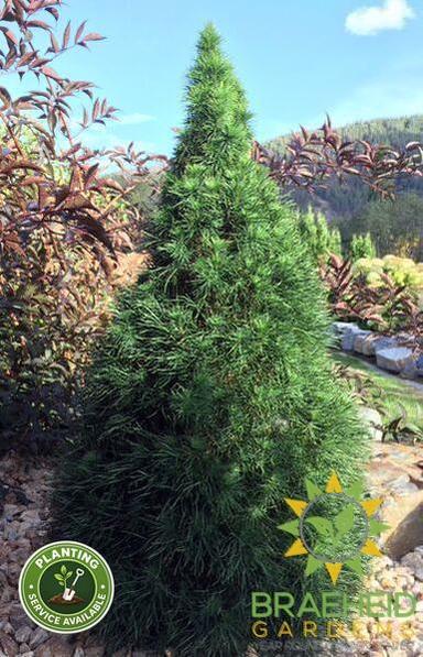 Green Penguin Scotch Pine