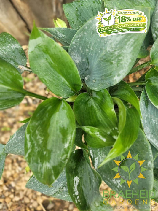 Hosta Bullet Proof -NO SHIP -