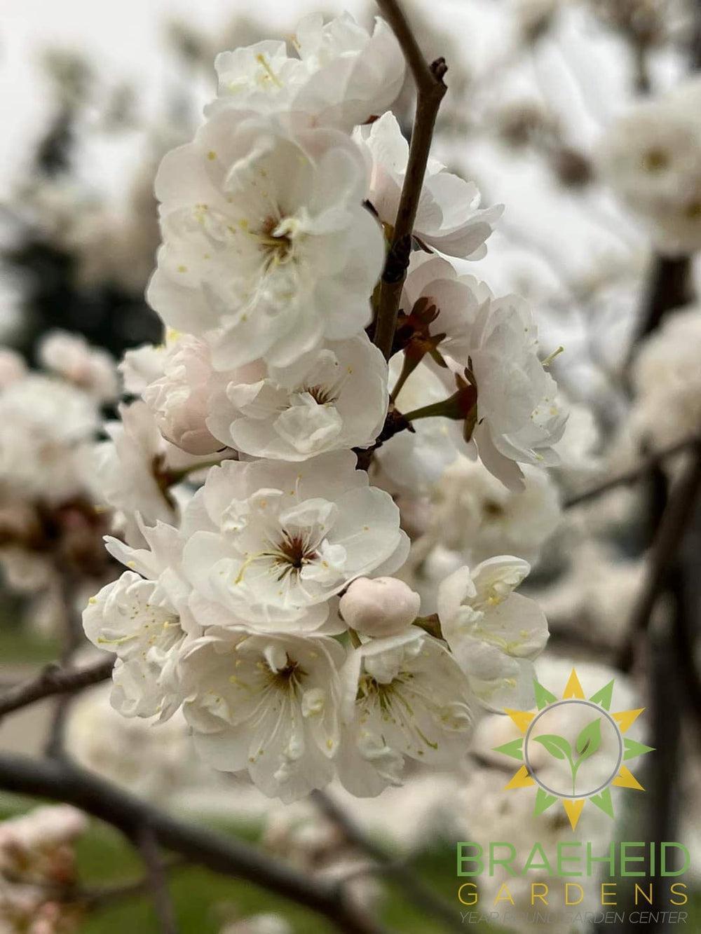 Princess Kay Plum- Tree for sale, Grown in Grande Prairie -Braeheid Gardens Ltd. on Emerson Trail