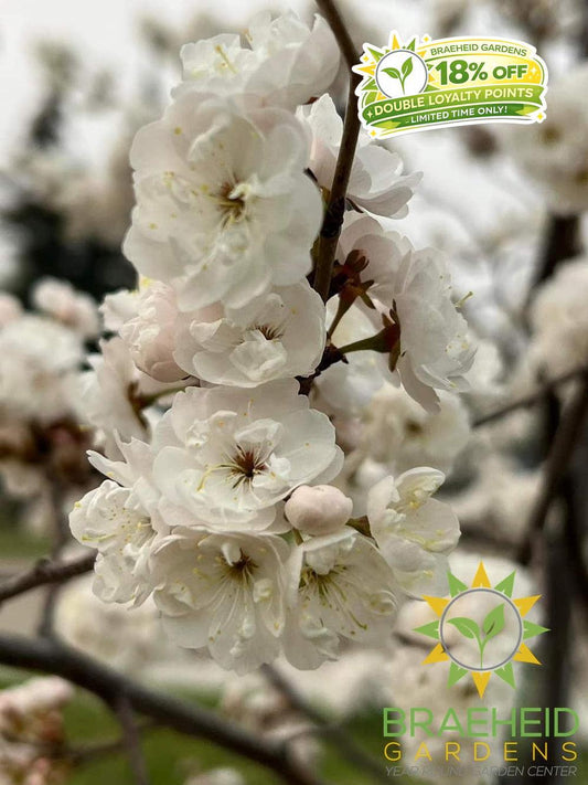 Princess Kay Plum- Tree for sale, Grown in Grande Prairie -Braeheid Gardens Ltd. on Emerson Trail