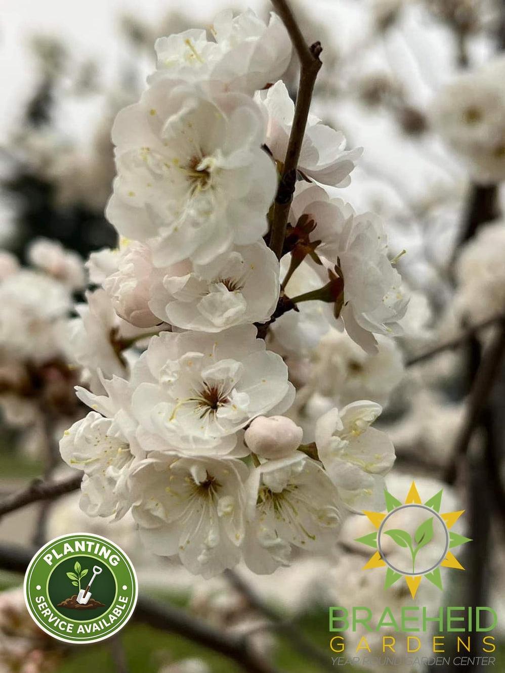 Princess Kay Plum- Tree for sale, Grown in Grande Prairie -Braeheid Gardens Ltd. on Emerson Trail