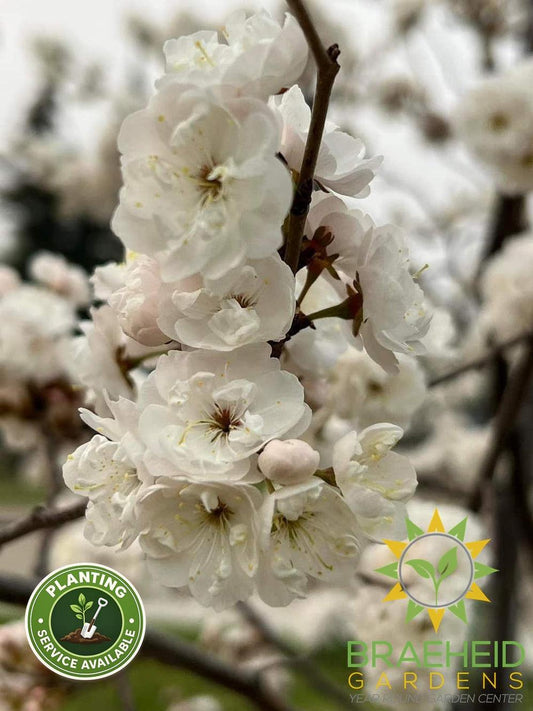 Princess Kay Plum- Tree for sale, Grown in Grande Prairie -Braeheid Gardens Ltd. on Emerson Trail
