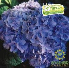 Nikko Blue Hydrangea
