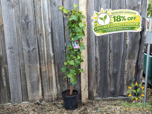 Buy Beta Grape an Vine in Grande Prairie Alberta - Braeheid Gardens Ltd.