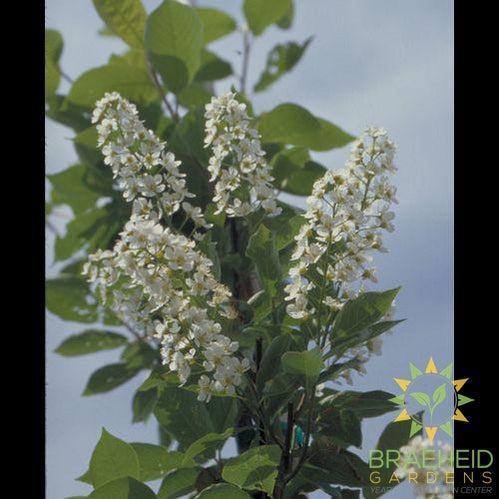 Bailey's Select Schubert Chokecherry- Tree for sale, Grown in Grande Prairie -Braeheid Gardens Ltd. on Emerson Trail