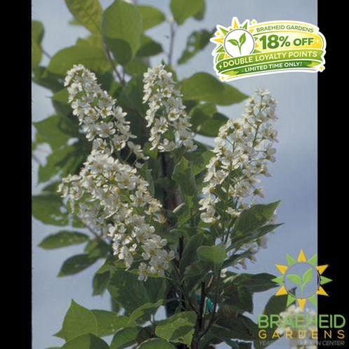 Bailey's Select Schubert Chokecherry- Tree for sale, Grown in Grande Prairie -Braeheid Gardens Ltd. on Emerson Trail