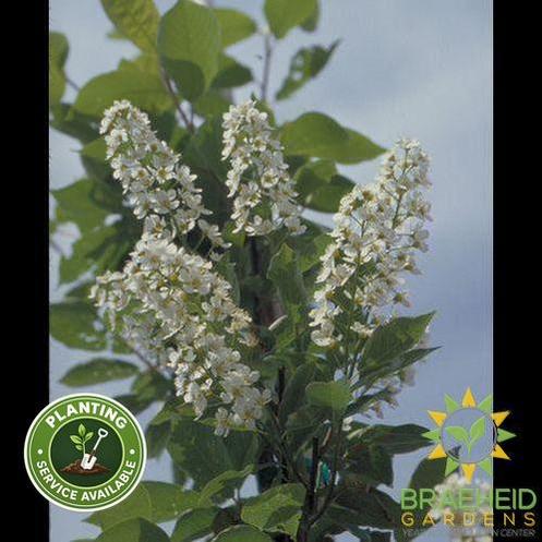 Bailey's Select Schubert Chokecherry- Tree for sale, Grown in Grande Prairie -Braeheid Gardens Ltd. on Emerson Trail