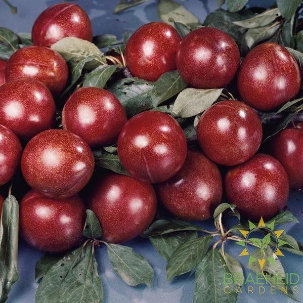 Superior Plum- Tree for sale, Grown in Grande Prairie -Braeheid Gardens Ltd. on Emerson Trail