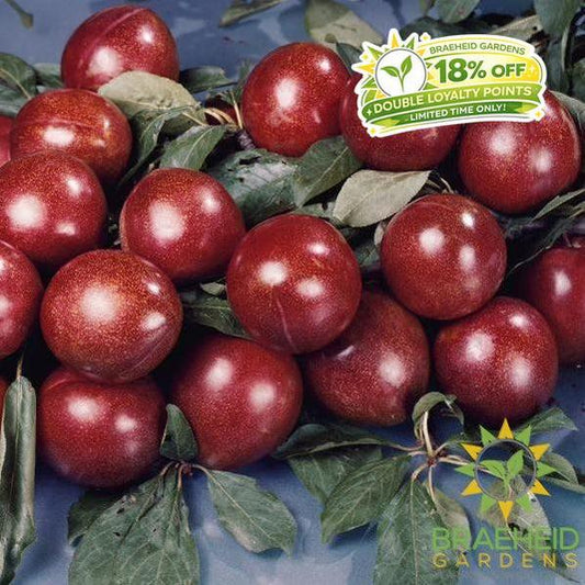 Superior Plum- Tree for sale, Grown in Grande Prairie -Braeheid Gardens Ltd. on Emerson Trail