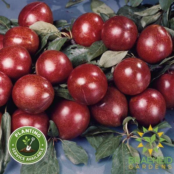 Superior Plum- Tree for sale, Grown in Grande Prairie -Braeheid Gardens Ltd. on Emerson Trail