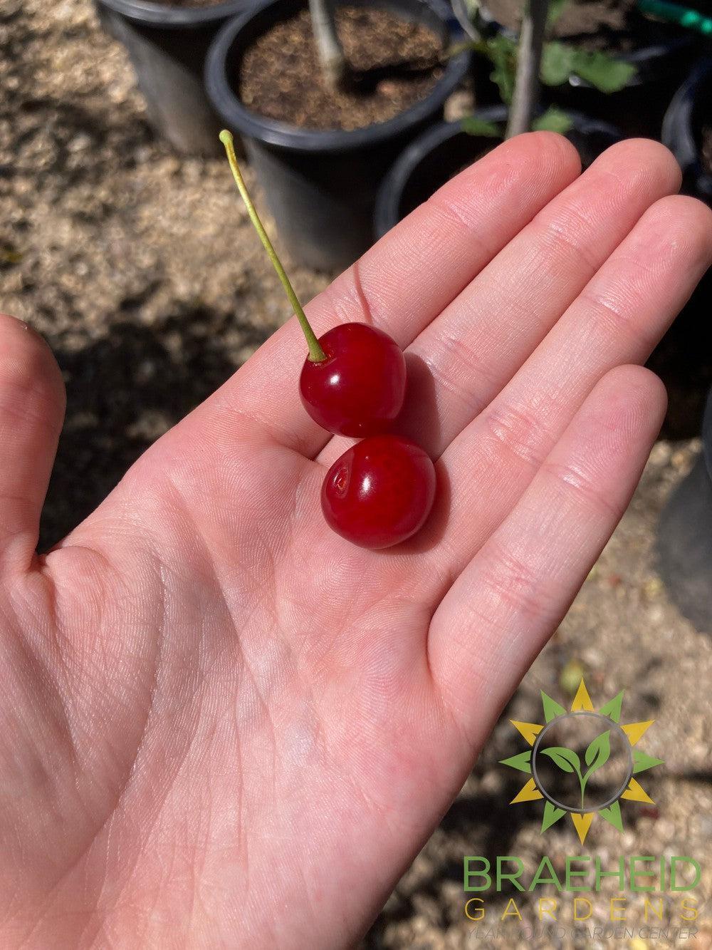 Valentine Cherry Tree- Tree for sale, Grown in Grande Prairie -Braeheid Gardens Ltd. on Emerson Trail