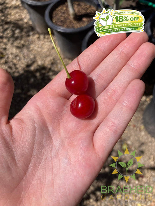 Valentine Cherry Tree- Tree for sale, Grown in Grande Prairie -Braeheid Gardens Ltd. on Emerson Trail