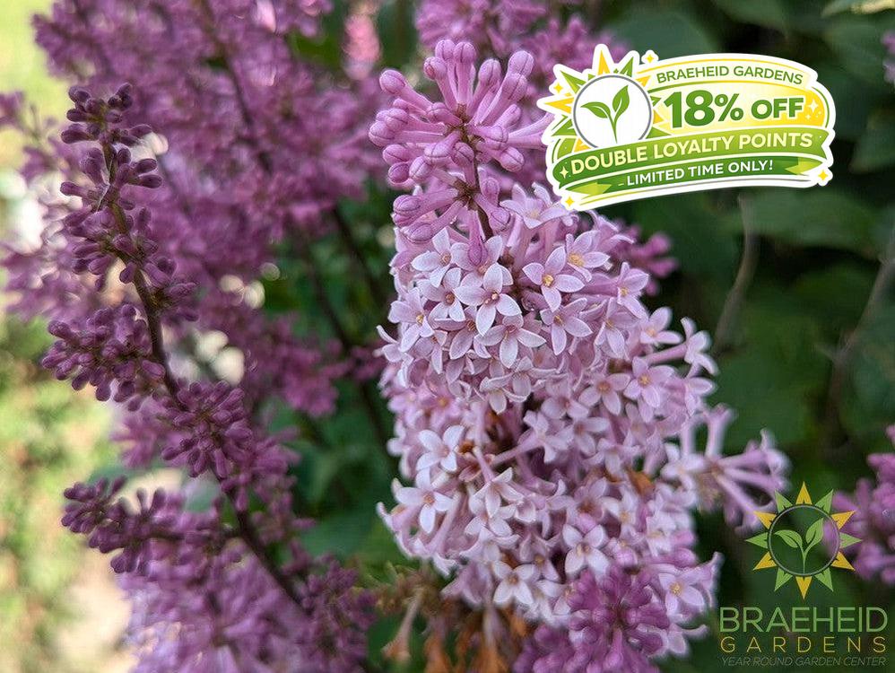 Minuet Lilac