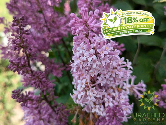 Minuet Lilac