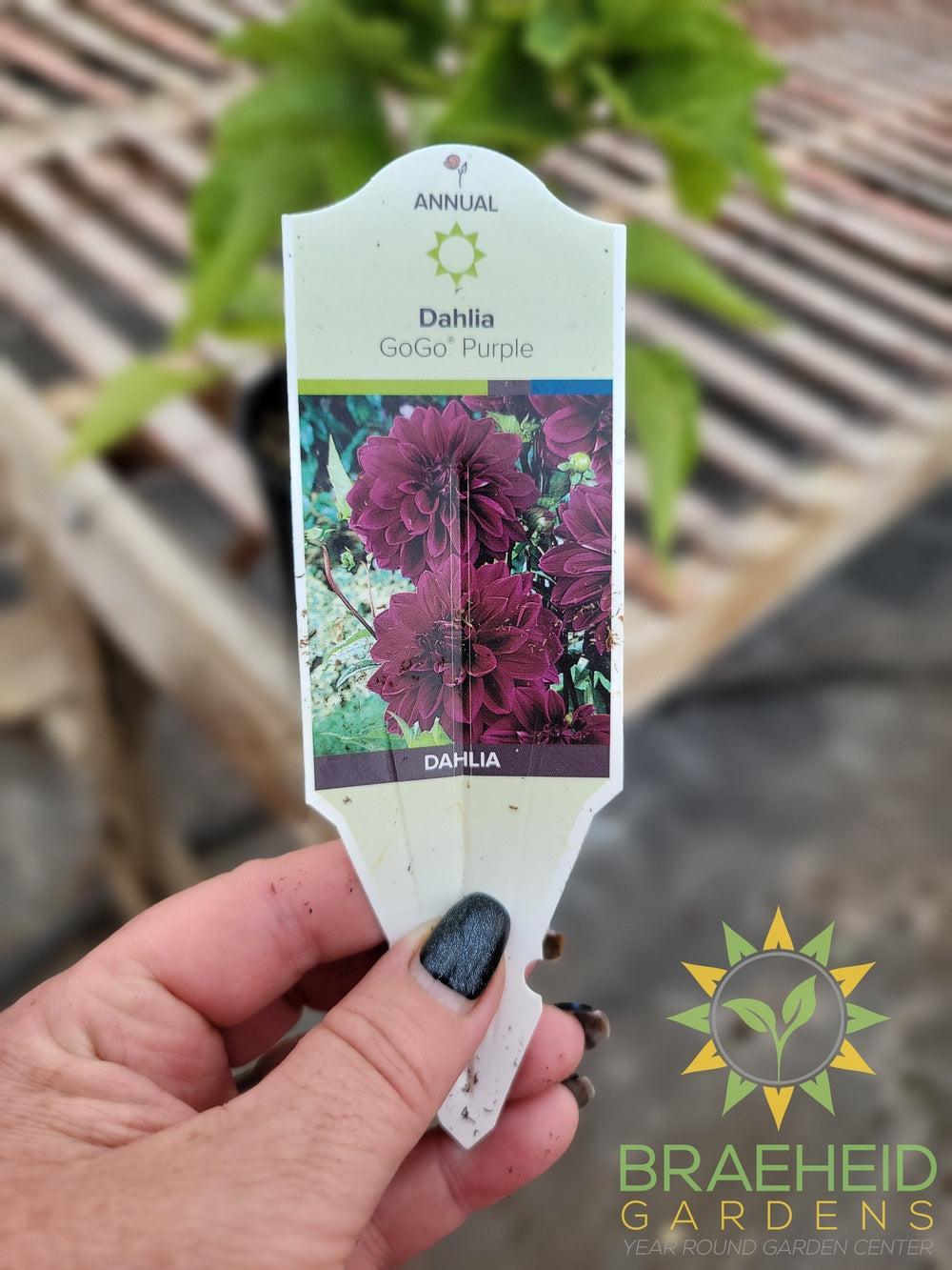 Dahlia 'GoGo Purple' - NO SHIP -