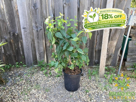 Mount Baker Lilac