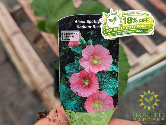Hollyhock 'Radiant Rose' - NO SHIP -
